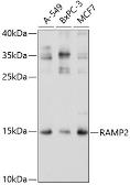 Anti-RAMP2 antibody used in Western Blot (WB). GTX64533