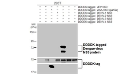 Anti-Dengue virus NS3 protein antibody [HL5134] used in Western Blot (WB). GTX645330