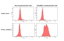 Anti-CEACAM4 antibody [HL5161] used in Flow cytometry (FCM). GTX645357