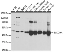 Anti-BCKDHA antibody used in Western Blot (WB). GTX64537