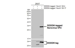 Anti-Norovirus VP2 antibody [HL5226] used in Western Blot (WB). GTX645482