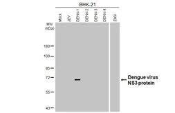 Anti-Dengue virus NS3 protein antibody [HL5233] used in Western Blot (WB). GTX645489