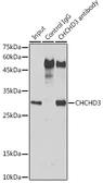 Anti-CHCHD3 antibody used in Immunoprecipitation (IP). GTX64550