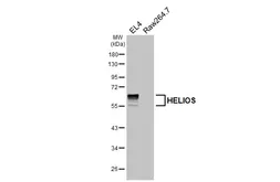 Anti-HELIOS antibody [HL5252] used in Western Blot (WB). GTX645508