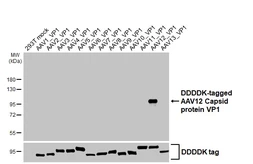 Anti-AAV12 Capsid protein VP1 + VP2 + VP3 antibody [HL5256] used in Western Blot (WB). GTX645512