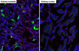 Anti-SCTR antibody [HL5265] used in IHC (Frozen sections) (IHC-Fr). GTX645521
