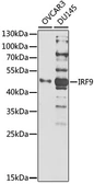 Anti-IRF9 antibody used in Western Blot (WB). GTX64555