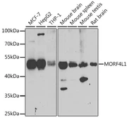 Anti-MRG15 antibody used in Western Blot (WB). GTX64563