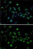 Anti-MRG15 antibody used in Immunocytochemistry/ Immunofluorescence (ICC/IF). GTX64563