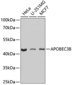 Anti-APOBEC3B antibody used in Western Blot (WB). GTX64569
