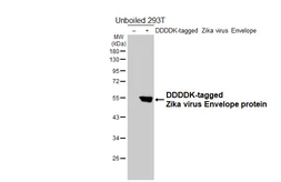 Anti-Zika virus Envelope protein antibody [HL5279] used in Western Blot (WB). GTX645717