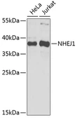 Anti-XLF antibody used in Western Blot (WB). GTX64572