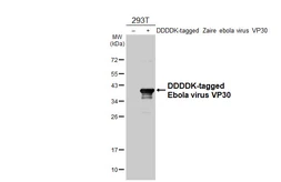 Anti-Ebola virus VP30 antibody [HL5282] used in Western Blot (WB). GTX645720