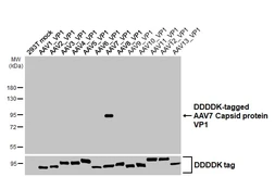 Anti-AAV7 Capsid protein VP1 + VP2 + VP3 antibody [HL5296] used in Western Blot (WB). GTX645734