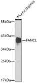 Anti-FANCL antibody used in Western Blot (WB). GTX64576
