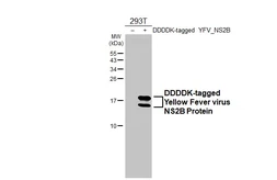 Anti-Yellow Fever virus NS2B Protein antibody [HL5337] used in Western Blot (WB). GTX645815