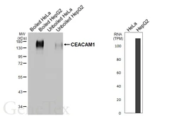 Anti-CEACAM1 antibody [HL5360] used in Western Blot (WB). GTX645838
