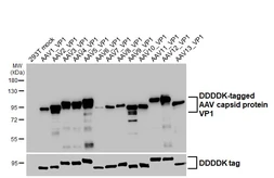 Anti-AAV Capsid protein VP1 + VP2 + VP3 antibody [HL5414] used in Western Blot (WB). GTX645982