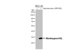 Anti-Mpox virus H3L antibody [HL5423] used in Western Blot (WB). GTX645991
