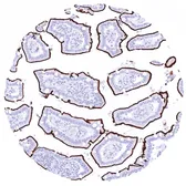 Anti-GPRC5A antibody [HMV4717] HistoMAX&trade; used in IHC (Paraffin sections) (IHC-P). GTX645997