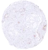Anti-GABA Transporter 1 / GAT1 antibody [HMV4721] HistoMAX&trade; used in IHC (Paraffin sections) (IHC-P). GTX646001