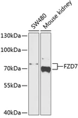 Anti-Frizzled 7 antibody used in Western Blot (WB). GTX64603