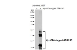 Anti-GPRC5C antibody [HL5446] used in Western Blot (WB). GTX646088