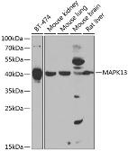 Anti-SAPK4 antibody used in Western Blot (WB). GTX64610
