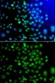 Anti-ATF7 antibody used in Immunocytochemistry/ Immunofluorescence (ICC/IF). GTX64611