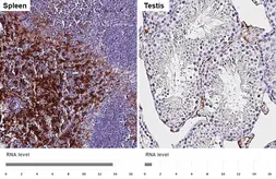 Anti-F4/80 antibody [HL5468] used in IHC (Paraffin sections) (IHC-P). GTX646110