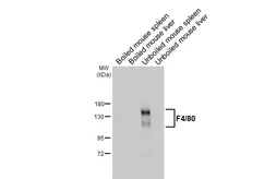 Anti-F4/80 antibody [HL5469] used in Western Blot (WB). GTX646111