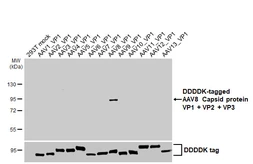 Anti-AAV8 Capsid protein VP1 + VP2 + VP3 antibody [HL5471] used in Western Blot (WB). GTX646113