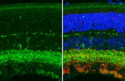 Anti-KCNG4 antibody [HL5504] used in IHC (Paraffin sections) (IHC-P). GTX646168