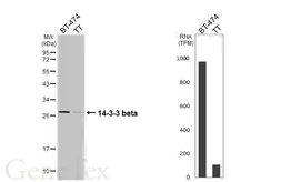 Anti-14-3-3 beta antibody [HL5523] used in Western Blot (WB). GTX646186