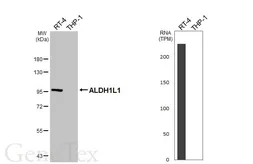 Anti-ALDH1L1 antibody [HL5536] used in Western Blot (WB). GTX646210