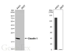 Anti-Claudin 1 antibody [HL5537] used in Western Blot (WB). GTX646211