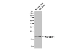 Anti-Claudin 1 antibody [HL5538] used in Western Blot (WB). GTX646212