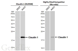 Anti-Claudin 1 antibody [HL5538] used in Western Blot (WB). GTX646212