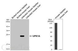Anti-UPK1A antibody [HL5540] used in Western Blot (WB). GTX646214