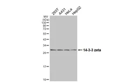 Anti-14-3-3 zeta antibody [HL5544] used in Western Blot (WB). GTX646218