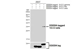 Anti-14-3-3 zeta antibody [HL5544] used in Western Blot (WB). GTX646218