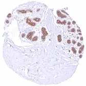 Anti-Bcl-XL antibody [HMV4724] HistoMAX&trade; used in IHC (Paraffin sections) (IHC-P). GTX646253