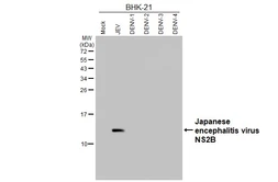 Anti-Japanese encephalitis virus NS2B antibody [HL5581] used in Western Blot (WB). GTX646263