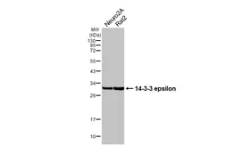 Anti-14-3-3 epsilon antibody [HL5606] used in Western Blot (WB). GTX646288