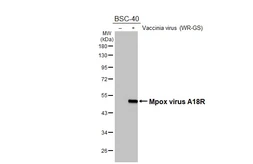 Anti-Mpox virus A18R antibody [HL5616] used in Western Blot (WB). GTX646298
