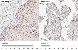 Anti-SHARP2 antibody [HL5644] used in IHC (Paraffin sections) (IHC-P). GTX646333