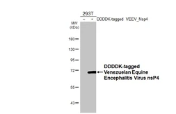 Anti-Venezuelan Equine Encephalitis Virus nsP4 antibody [HL1741-MS] used in Western Blot (WB). GTX646336