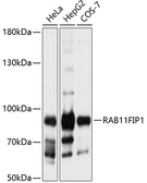 Anti-RAB11FIP1 antibody used in Western Blot (WB). GTX64634