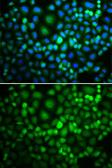 Anti-RUVBL2 antibody used in Immunocytochemistry/ Immunofluorescence (ICC/IF). GTX64643