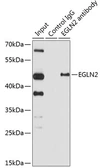 Anti-PHD1 antibody used in Immunoprecipitation (IP). GTX64646